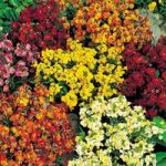 Wallflower Seeds – Persian Carpet Mix