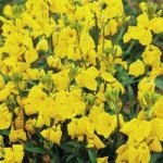 Wallflower Seeds – Cloth of Gold