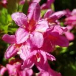 Weigela flor. Picobella Rosa