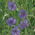 Seeds for Pollinators – Field Cornflower