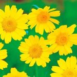 Wildlife Garden Seeds – Corn Marigold