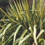 Yucca filamentosa Plant – Color Guard