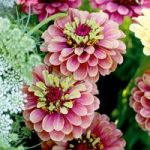 Zinnia Seeds – Queen Red Lime