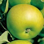 Apple Tree – Bramley (Clone 20)