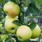 Apple Tree – Greensleeves