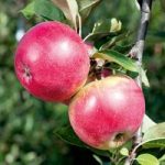 Apple Tree – Worcester Pearmain