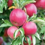 Apple Dwarf Fruit Tree – Discovery