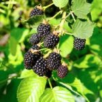 Blackberry Plant – Triple Crown
