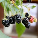 Blackberry Plant – Little Black Prince