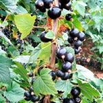 Blackcurrant (Ribes) Big Ben