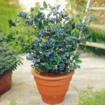 Blueberry Plants – Collection