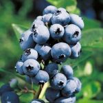 Blueberry Plant – Rubel