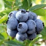 Blueberry ‘Duke’