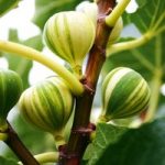 Fig Plant – Panachee