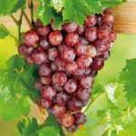 Grape Vine Plant – Flame (Seedless)
