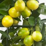 Citrus Tree – Limequat
