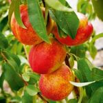 Nectarine Dwarf Fruit Tree – Madame Blanchette