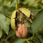 Nut Tree – Walnut Europa