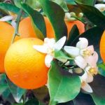Citrus Plant – Orange