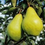 Pear Tree – Williams Bon Chretien