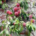 Nectarine Tree – Lord Napier