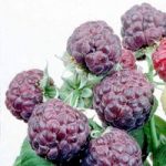 Raspberry Plant – Glen Coe