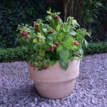 Raspberry Plants – Yummy