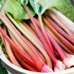 Rhubarb Crowns – Timperley Early