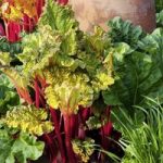 Rhubarb Crowns – Victoria