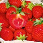 Strawberry Plants – Malwina