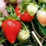 Strawberry Plants – Sweetheart