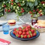 Strawberry Plants – F1 Delizz®