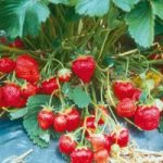 Strawberry Plants – Marshmello