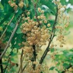 Whitecurrant Plant – Blanka