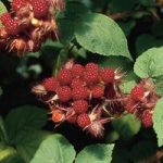 Wineberry Plant