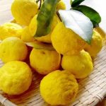 Citrus Plant – Yuzu