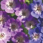Geranium Bloomtime & Rozanne Collection