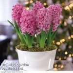 Hyacinth ‘Pink Pearl’ – Gift