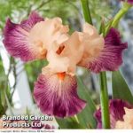 Iris germanica Rose de Perse