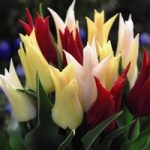 Tulip Elegant Mix 16 Bulbs