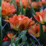 Tulip Exotic Orange