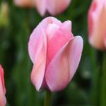 Tulip Bella Blush