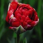 Tulip Boombastic Red Bulbs