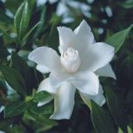 Gardenia Celestial Star