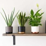 Wellbeing Collection (House Plant)
