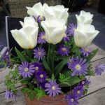 Plant-O-Tray Tulip Royal Virgin & Anemone Blue Mix