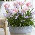 Plant-O-Tray Tulip Foxtrot & Chionodoxa Pink Giant Mix