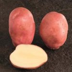 Seed Potatoes Organic Sunset