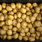 Potato Seed Organic Sante 1kg