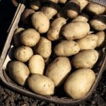 Seed Potatoes Organic Maris Bard 1kg
